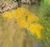 Charvil Backwater - September 2021